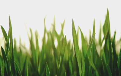 ACE Logisticsi autotranspordi väljumisgraafik pühade ajal