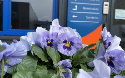 ACE customer survey overview for 2023